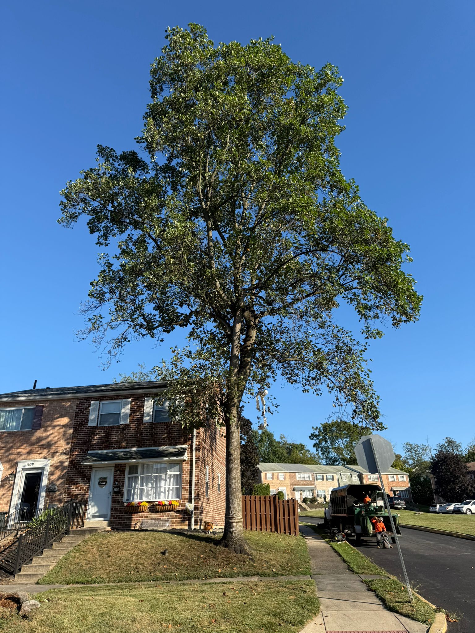 Stump grinding service
