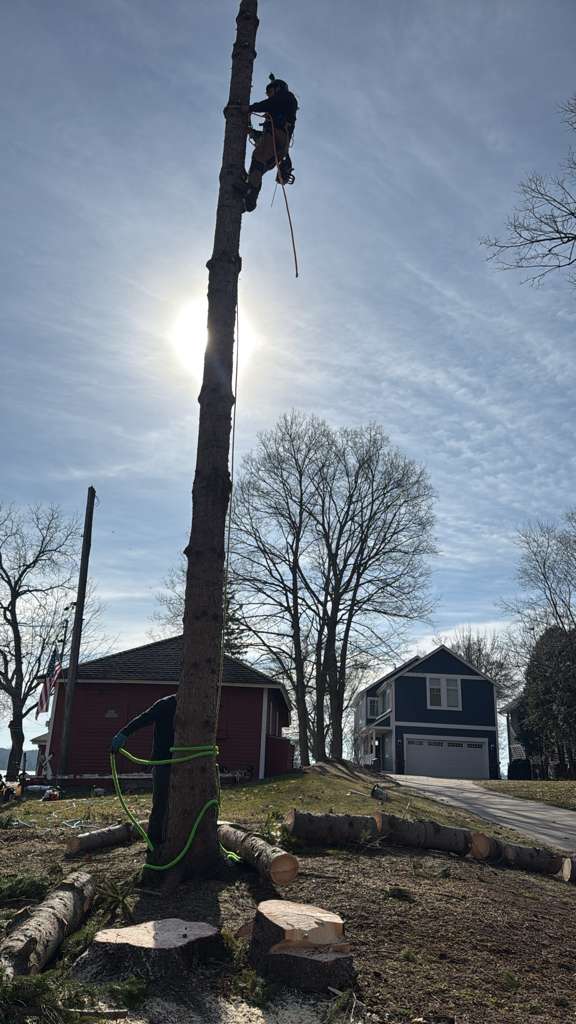 Professional team trimming a tall tree