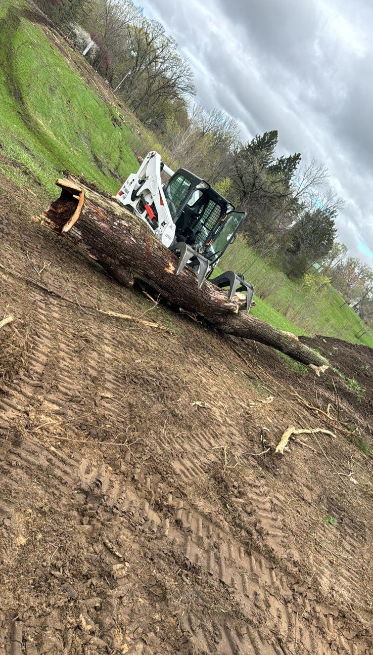 Detail of a precise cut on a tree branch
